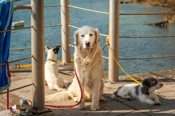 Trois Chiens Différents Couchés Assis Près Mer Par Une Journée — Photo