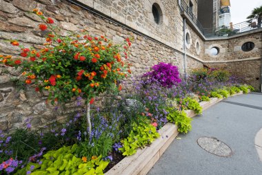 Promenade Clair de lune Dinard (Fransa), yaz aylarında güneşli bir çiçek