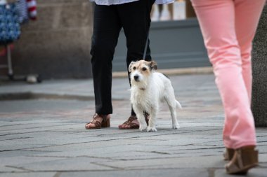 Bir küçük terrier köpek sahibi ile sokakta yürüyen portresi