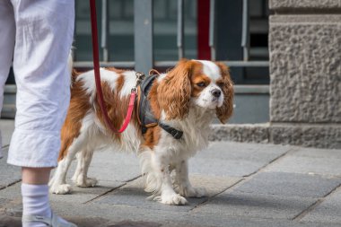Bir cocker spaniel köpek sahibi ile sokakta yürüyen portresi