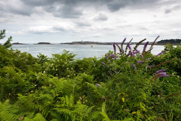 Várias Plantas Verdes Praia Dinard França Cidade Velha Saint Malo — Fotografia de Stock