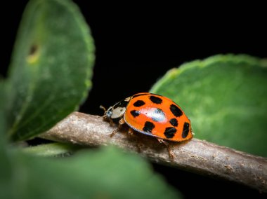 Bir yetişkin Asya hata (Harmonia axyridis, Coccinellidae) küçük bir dal üzerinde oturan