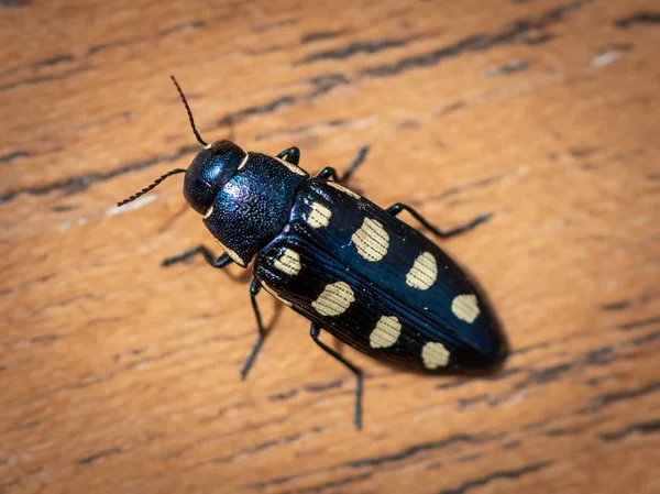 Hermoso Escarabajo Joya Negra Buprestis Octoguttata Buprestidae Con Manchas Amarillas — Foto de Stock