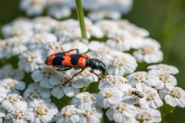 Colorful checkered beetle (Trichodes apiarius, Cleridae) sitting on a white flower