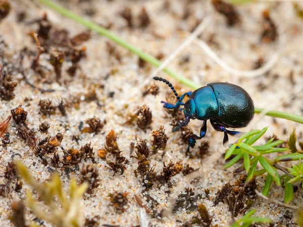A small dark shiny leaf beetle (Chrysomelidae) on the beach (Normandy, France)