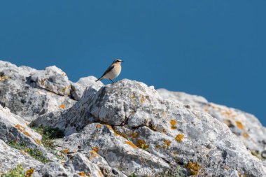 Kayalar (ada Cres, Hırvatistan deniz kenarında oturan Kuzey kuyrukkakan (Oenanthe oenanthe))