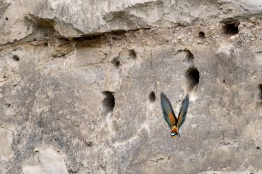 Yuva, Avusturya uzak uçan bir Avrupa arı kuşugiller (arı kuşu apiaster)