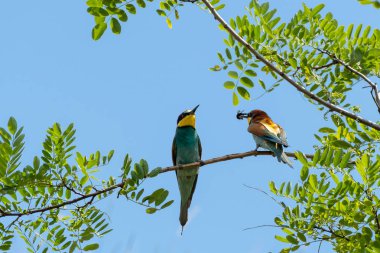 Bir ağaç, Gaga, Avusturya yusufçuk üzerinde dinlenme iki Avrupa bee-eaters (arı kuşu apiaster)