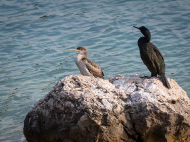Bir olgunlaşmamış ve denize sıfır, Hırvatistan bir kayanın üzerine oturmuş bir ortak yetişkin karabatak (Phalacrocorax aristotelis)