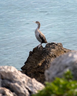 Denize sıfır, Hırvatistan bir kayanın üzerine oturmuş bir ortak olgunlaşmamış karabatak (Phalacrocorax aristotelis)