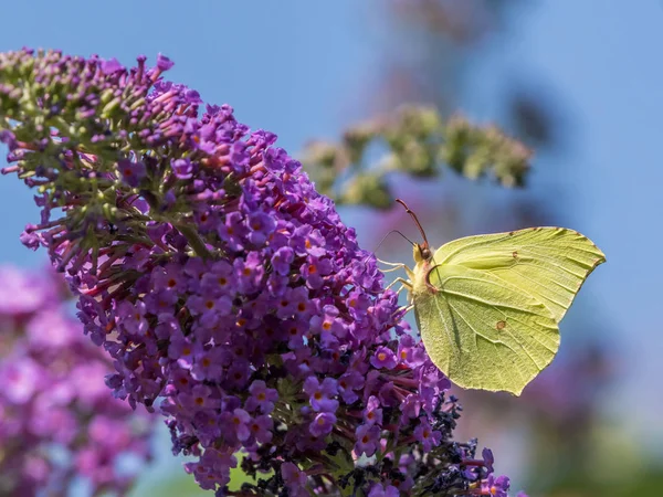 Często Motyl Cytrynek Gonepteryx Nieważkość Bielinkowate Siedzi Kwiat Butterfly Bush — Zdjęcie stockowe