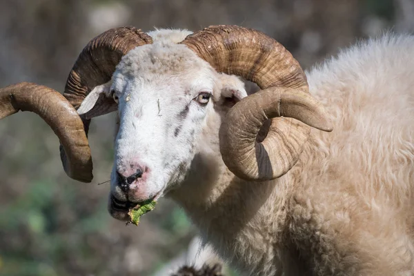 Paskalya Güzel Boynuz Bir Koyunla Hırvatistan Portresi — Stok fotoğraf