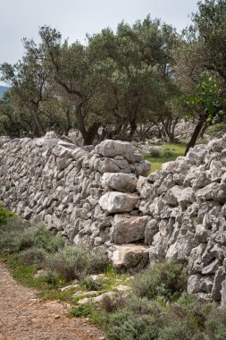 Olive grove, taş duvarlar ve merdivenler Cres, Hırvatistan city yakınındaki oteller
