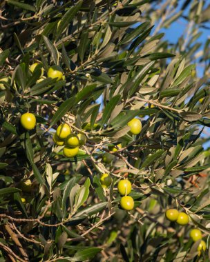 Bir zeytin ağacı ile yeşil zeytin dalı closeup