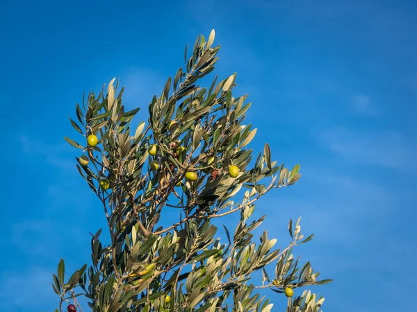 Gałąź Drzewa Oliwnego Zielonych Oliwek Błękitne Niebo — Zdjęcie stockowe