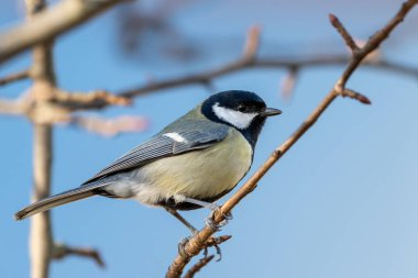 Büyük baştankara (Parus major) bir dal üzerinde oturan