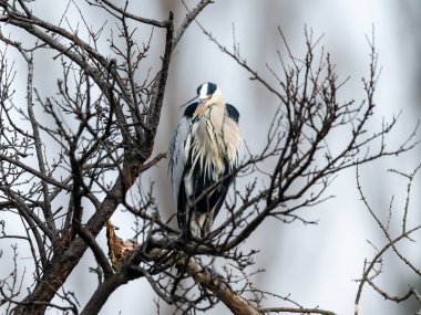 Kış aylarında (Viyana, Avusturya) bir ağacın altında oturup tek gri balıkçıl (Ardea cinerea) kuş