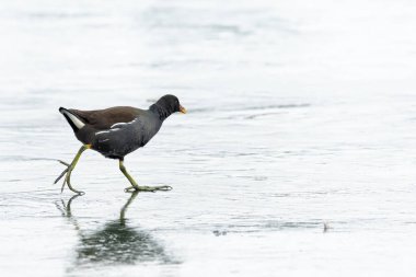 Donmuş bir gölün Waserpark Viyana Avusturya üzerinde yürüyen bir ortak moorhen (Gallinula chloropus)