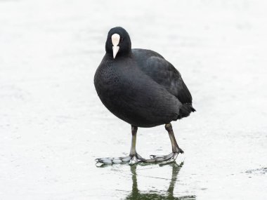 Donmuş bir gölün Waserpark Viyana Avusturya üzerinde yürüyen bir ortak Sakarmeke (Fulica atra)