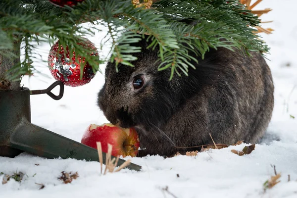 Coelho Anão Comendo Uma Maçã Pendurada Uma Árvore Natal Fora — Fotografia de Stock