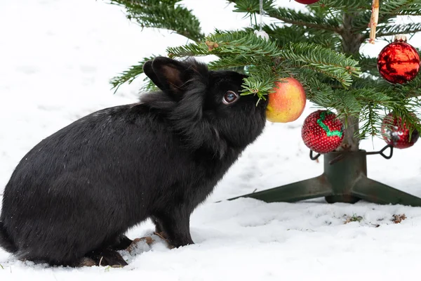 Coelho Anão Comendo Uma Maçã Pendurada Uma Árvore Natal Fora — Fotografia de Stock