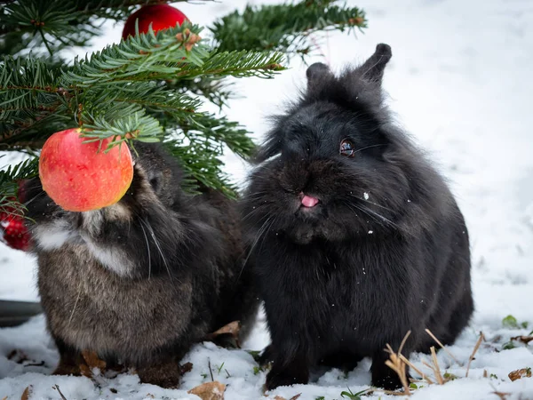 Dois Coelhos Anões Comendo Uma Maçã Pendurada Uma Árvore Natal — Fotografia de Stock