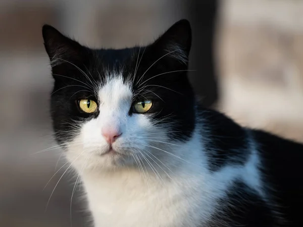 Genç Bir Erkek Siyah Beyaz Renkli Kedi Portresi — Stok fotoğraf