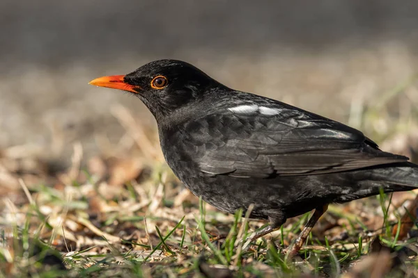 Mužské Blackbird Turdus Kos Hledá Jídlo Zem — Stock fotografie