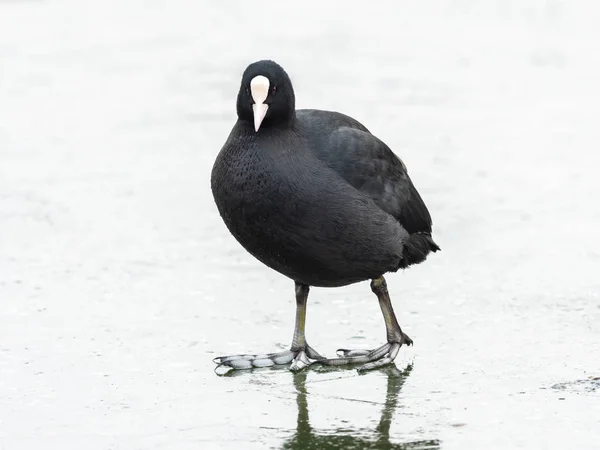 Una Focha Común Fulica Atra Caminando Sobre Lago Congelado Waserpark — Foto de Stock