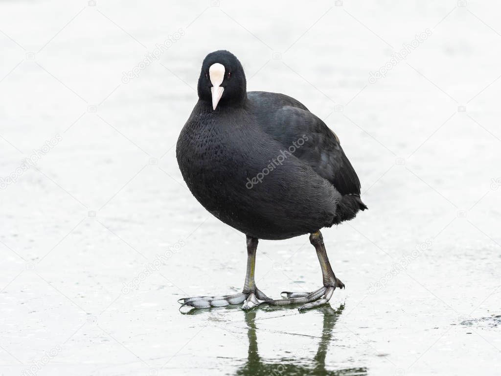 A common coot (Fulica atra) walking on a frozen lake, Waserpark in Vienna Austria