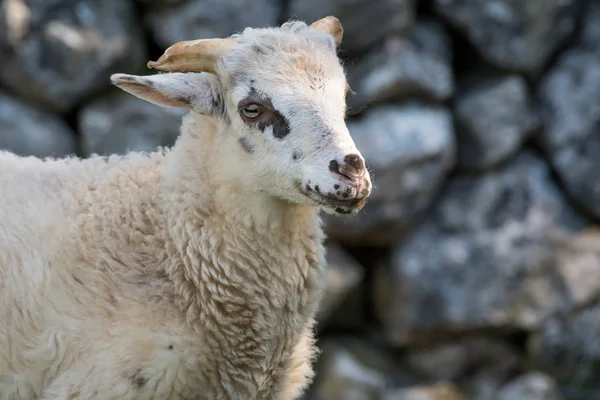 イースター クロアチアの若い羊の肖像画 — ストック写真