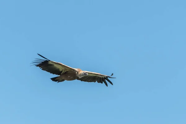 One Griffon Vulture Gyps Fulvus Flying Blue Sky — Stock Photo, Image