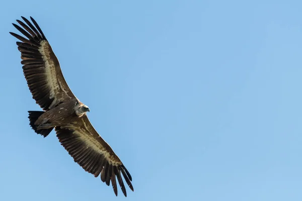 One Griffon Vulture Gyps Fulvus Flying Blue Sky — Stock Photo, Image