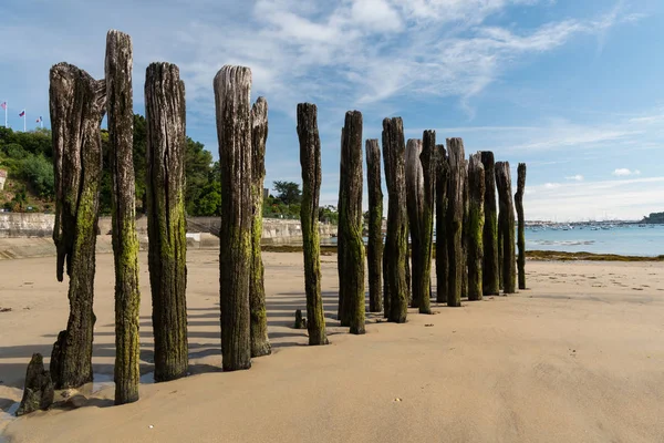 Troncos Árboles Envejecidos Playa Dinard Bretagne Francia Día Soleado Verano — Foto de Stock