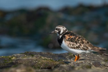 Denize sıfır, Brittany Fransa bir kayada duran kırmızı turnstone (Arenaria interpres)