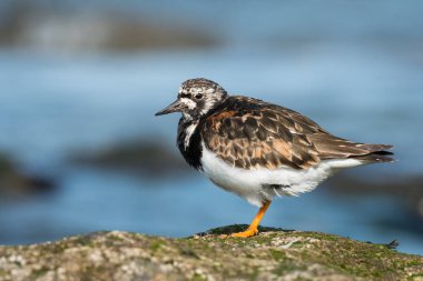Denize sıfır, Brittany Fransa bir kayada duran kırmızı turnstone (Arenaria interpres)