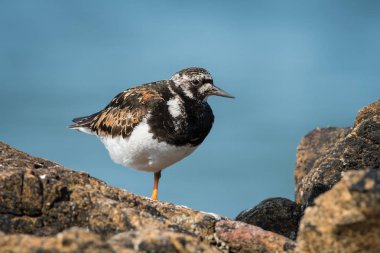 Denize sıfır, Brittany Fransa bir kayada duran kırmızı turnstone (Arenaria interpres)