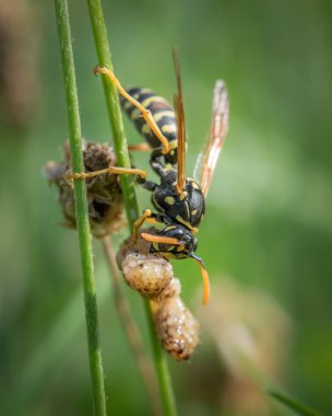 Çimenlerin üzerinde oturan av yeme bir Avrupa kağıt wasp (Polistes dominula)