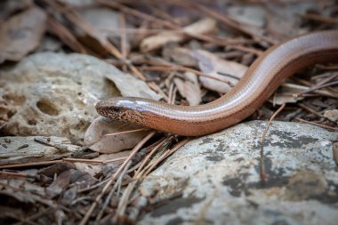 Yavaş-solucan (Anguis fragilis) taşlar ve Çam iğneleri arasında yerdeki closeup