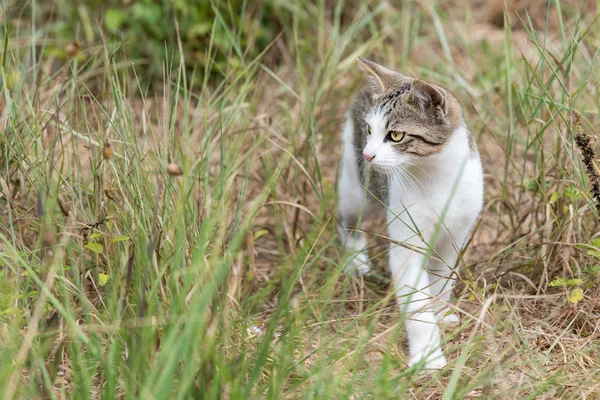 Çimlerin Yürüyen Ince Bir Genç Kedi Closeup — Stok fotoğraf