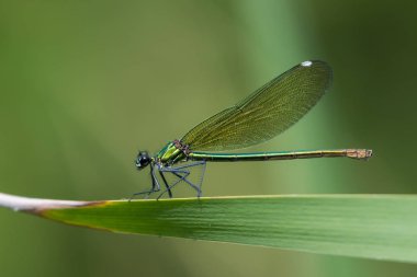 Bir yaprak üzerinde oturan bir kadın güzel telli kızböcekleri (Calopteryx başak)