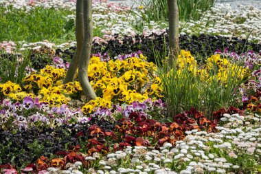 Yaz aylarında güneşli bir günde bir flowerbed çeşitli küçük renkli çiçekler