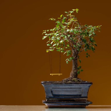 Sarı salıncak, kahverengi zemin ile siyah bir tencerede küçük bonsai ağacı dikti