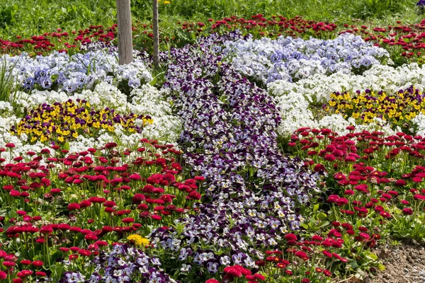 Różne Małe Kolorowe Kwiecie Flowerbed Słoneczny Dzień Lecie — Zdjęcie stockowe
