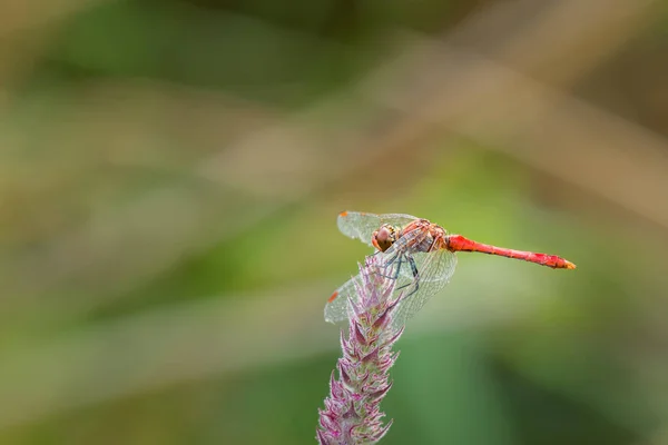 Dragonfly Рум Яної Darter Sympetrum Sanguineum Сидить Пурпурна Квітка Франції — стокове фото