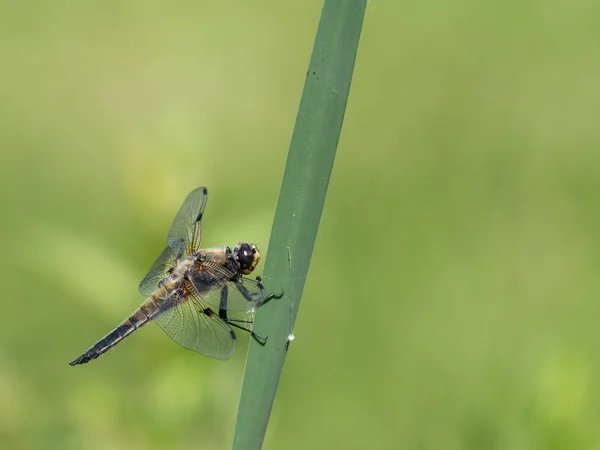 Four Spotted Chaser Libellula Quadrimaculata Sitting Rod Broad Sunlight Green — Stock Photo, Image