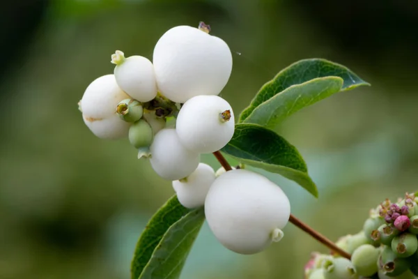 Closeup of white fruits of snowberry (Symphoricarpos) in autumn