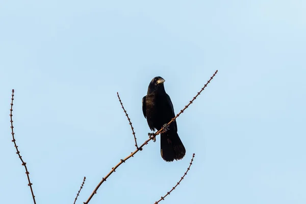 冬の青い空 ウィーン オーストリアで小さい枝の上に座って腐肉カラス ハシボソ — ストック写真