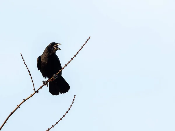 Corvo Carniça Corvus Corone Sentado Pequeno Galho Cantando Inverno Céu — Fotografia de Stock