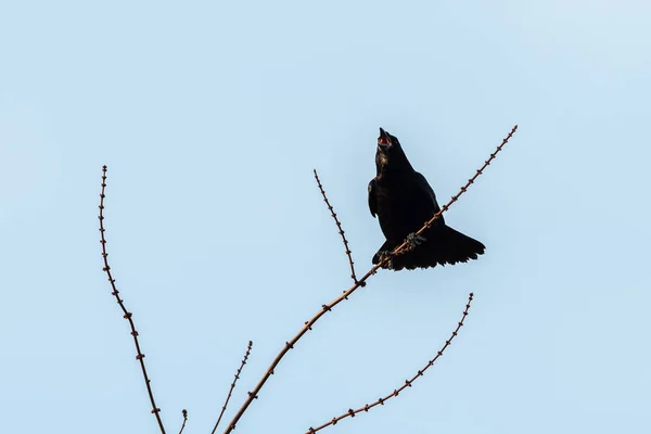 冬の青い空 ウィーン オーストリアで鳴き声小さい枝の上に座って腐肉カラス ハシボソ — ストック写真